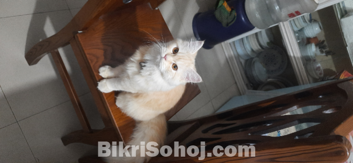 Female Persian Cat